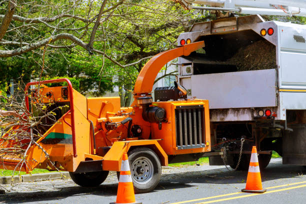 Best Emergency Tree Removal  in USA